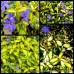 Vinca minor x 6 Plants 3 Types Shade Flowering Groundcover Pink/Purple/Blue Flowers Fernery Cottage Garden Patio Pot Balcony